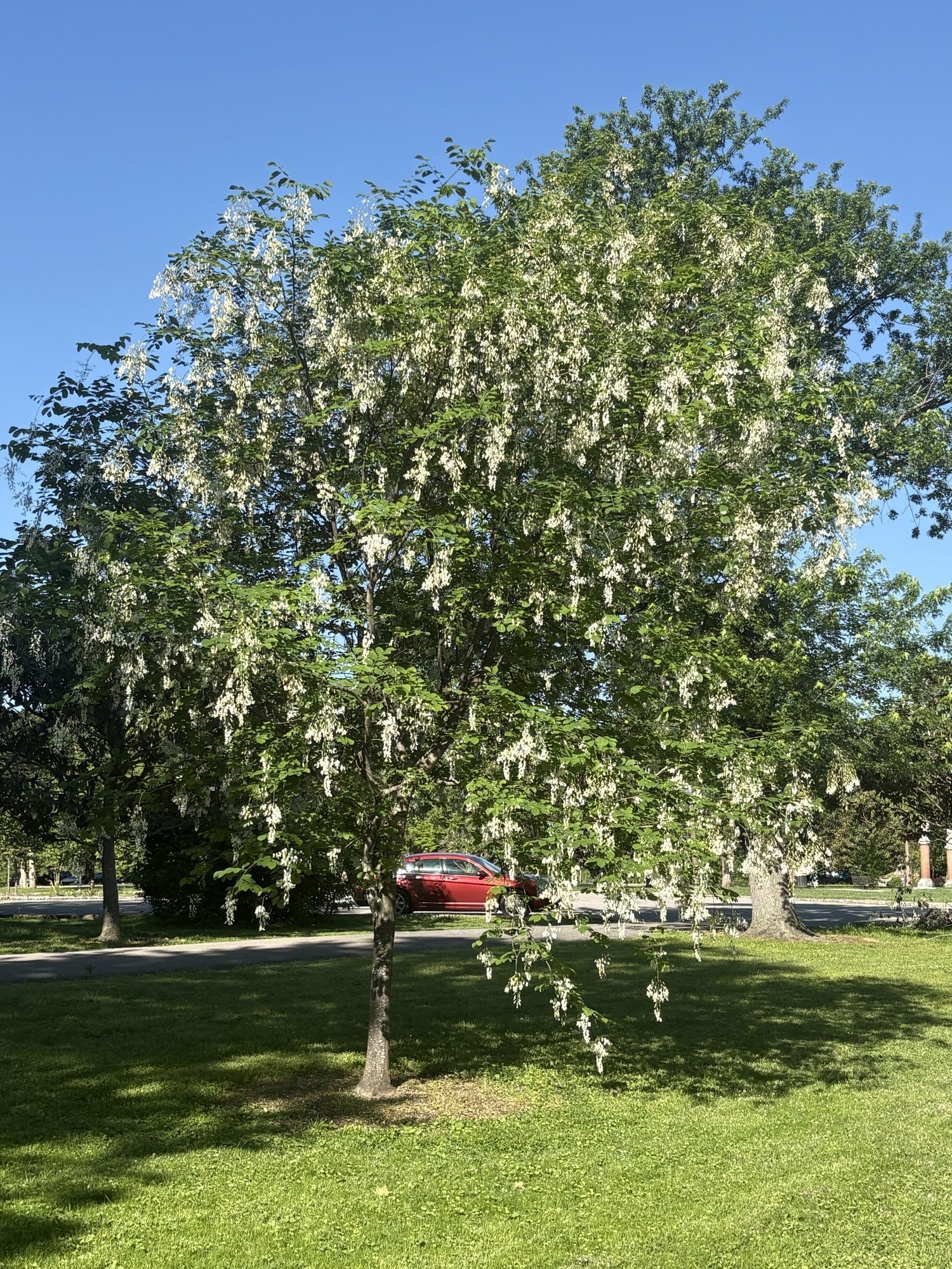 🌳Tree of the Month for May 2026 — Tower Grove Park